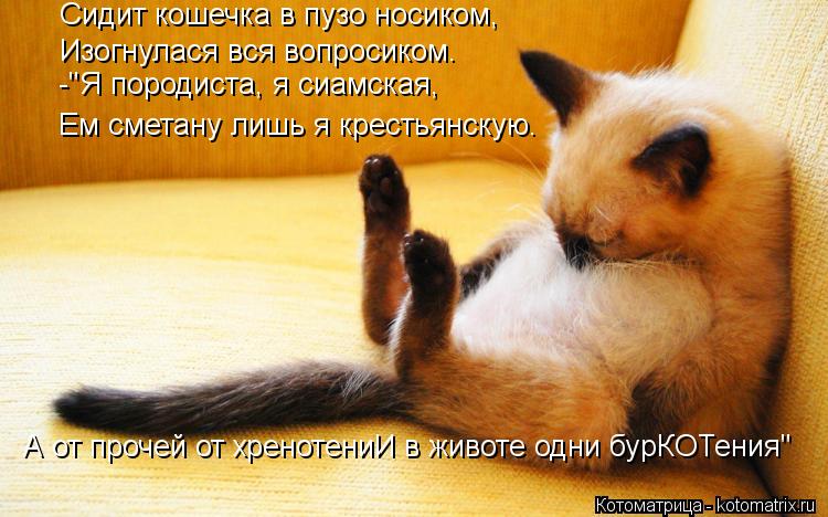 Сидит кошечка в пузо носиком, Изогнулася вся вопросиком. Ем сметану лишь я крестьянскую. -"Я породист... Котоматрица: Сидит кошечка в пузо носиком, Изогнулася вся вопросиком. Ем сметану лишь я крестьянскую. -"Я породиста, я сиамская, А от прочей от хренотениИ