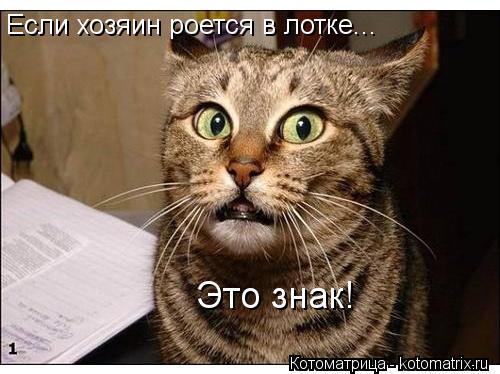 Если хозяин роется в лотке... Это знак!... Котоматрица: Если хозяин роется в лотке... Это знак!