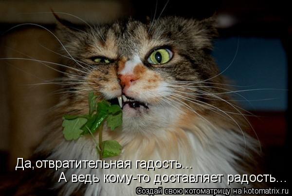 Да,отвратительная гадость... А ведь кому-то доставляет радость...... Котоматрица: Да,отвратительная гадость... А ведь кому-то доставляет радость...