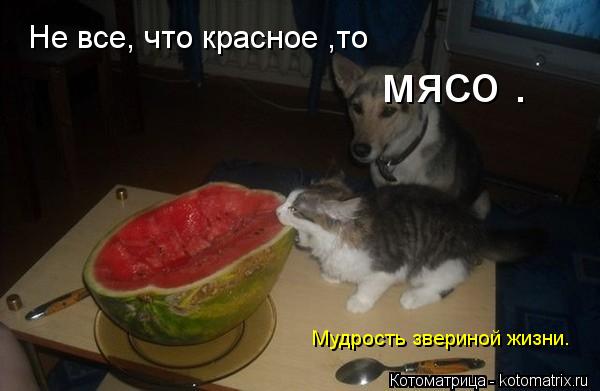 Не все, что красное ,то мясо . Мудрость звериной жизни.... Котоматрица: Не все, что красное ,то мясо . Мудрость звериной жизни.