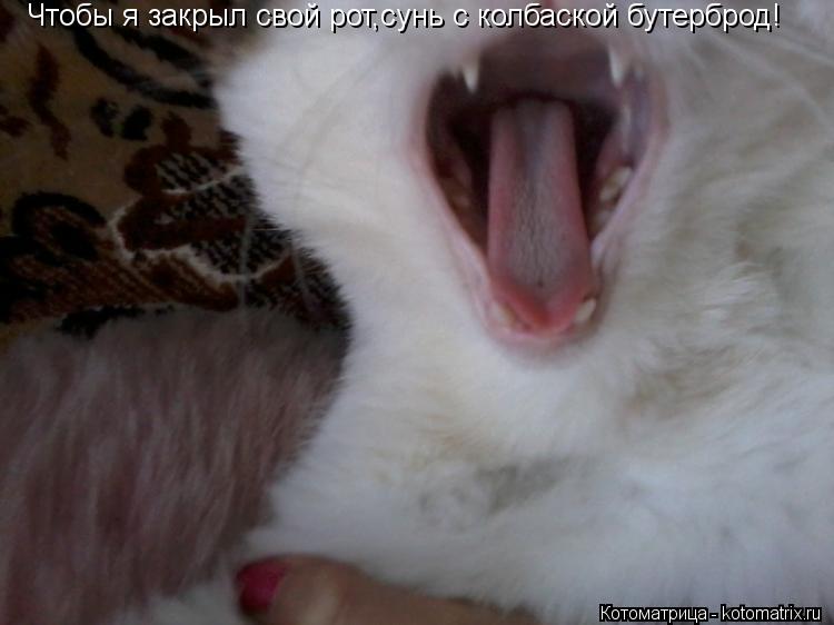 Чтобы я закрыл свой рот,сунь с колбаской бутерброд!... Котоматрица: Чтобы я закрыл свой рот,сунь с колбаской бутерброд!