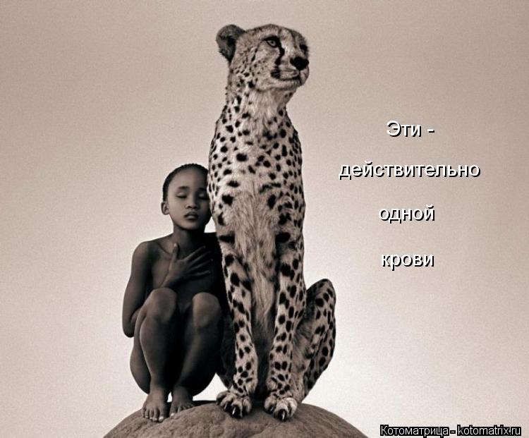 Эти - действительно одной крови... Котоматрица: Эти - действительно одной крови