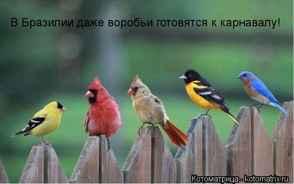 В Бразилии даже воробьи готовятся к карнавалу!... Котоматрица: В Бразилии даже воробьи готовятся к карнавалу!