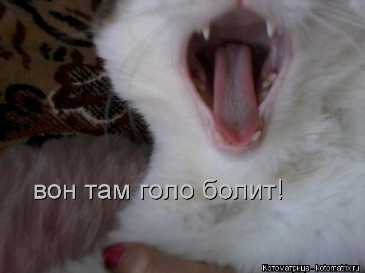 вон там голо болит!... Котоматрица: вон там голо болит!