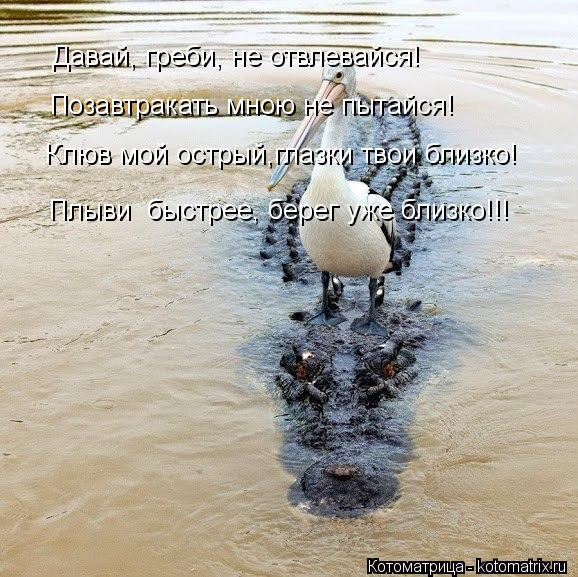 Давай, греби, не отвлевайся! Позавтракать мною не пытайся! Клюв мой острый,глазки твои близко! Плыви ... Котоматрица: Давай, греби, не отвлевайся! Позавтракать мною не пытайся! Клюв мой острый,глазки твои близко! Плыви быстрее, берег уже близко!!!