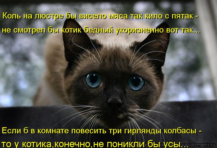 Если б в комнате повесить три гирлянды колбасы - то у котика,конечно,не поникли бы усы... не смотрел... Котоматрица: Если б в комнате повесить три гирлянды колбасы - то у котика,конечно,не поникли бы усы... не смотрел бы котик бедный укоризненно вот так... Кол