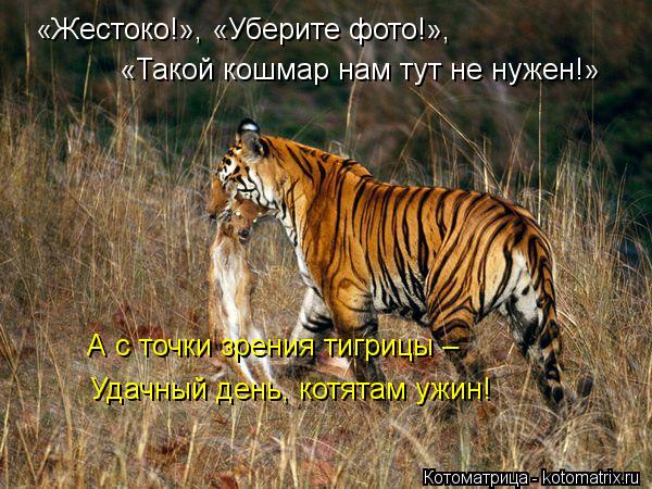 Котоматрица: «Жестоко!», «Уберите фото!», «Такой кошмар нам тут не нужен!» А с точки зрения тигрицы –  Удачный день, котятам ужин!