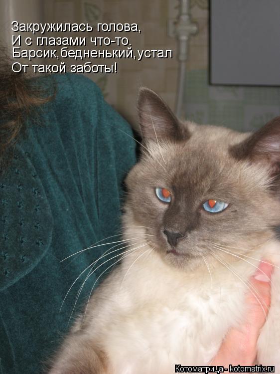 Закружилась голова, И с глазами что-то. Барсик,бедненький,устал От такой заботы!... Котоматрица: Закружилась голова, И с глазами что-то. Барсик,бедненький,устал От такой заботы!
