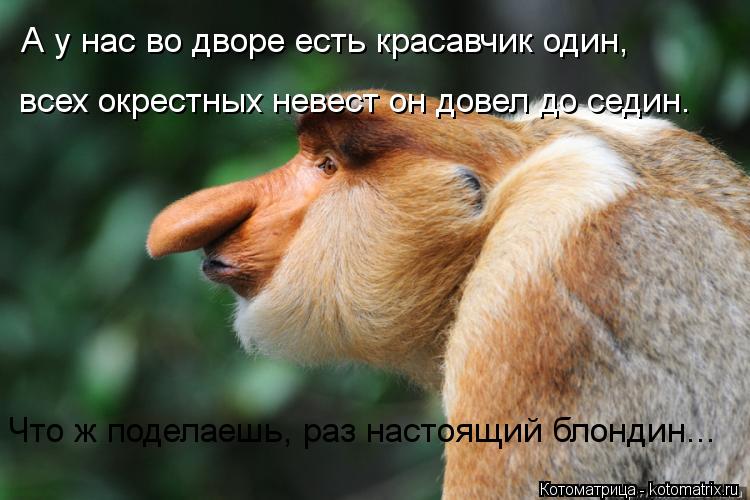 А у нас во дворе есть красавчик один, всех окрестных невест он довел до седин. Что ж поделаешь, раз ... Котоматрица: А у нас во дворе есть красавчик один, всех окрестных невест он довел до седин. Что ж поделаешь, раз настоящий блондин...