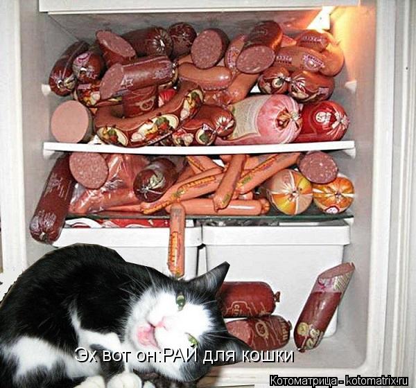 Эх вот он:РАЙ для кошки... Котоматрица: Эх вот он:РАЙ для кошки