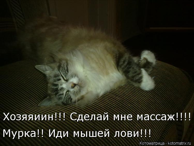 Хозяяиин!!! Сделай мне массаж!!!! Мурка!! Иди мышей лови!!!... Котоматрица: Хозяяиин!!! Сделай мне массаж!!!! Мурка!! Иди мышей лови!!!