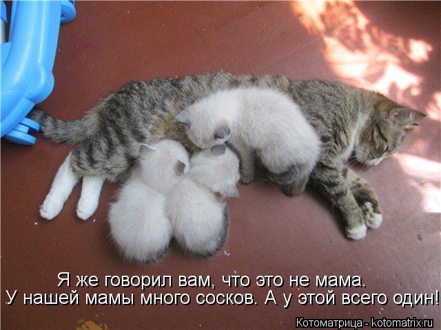 Я же говорил вам, что это не мама. У нашей мамы много сосков. А у этой всего один!... Котоматрица: Я же говорил вам, что это не мама. У нашей мамы много сосков. А у этой всего один!