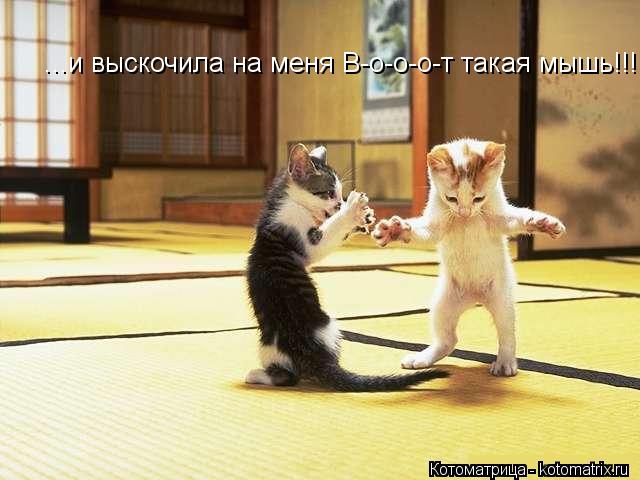 ...и выскочила на меня В-о-о-о-т такая мышь!!!... Котоматрица: ...и выскочила на меня В-о-о-о-т такая мышь!!!