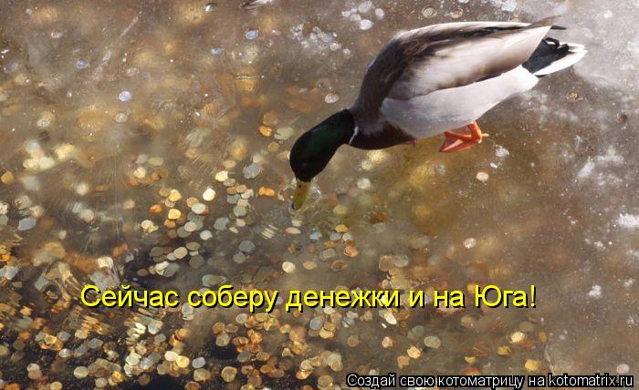 Сейчас соберу денежки и на Юга!... Котоматрица: Сейчас соберу денежки и на Юга!