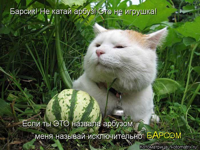 Барсик! Не катай арбуз! Это не игрушка! Если ты ЭТО назвала арбузом, меня называй исключительно Б Р... Котоматрица: Барсик! Не катай арбуз! Это не игрушка! Если ты ЭТО назвала арбузом, меня называй исключительно Б РСОМ А