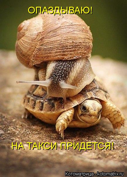 Эти забавные животные