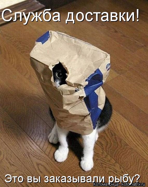 Служба доставки! Это вы заказывали рыбу?... Котоматрица: Служба доставки! Это вы заказывали рыбу?