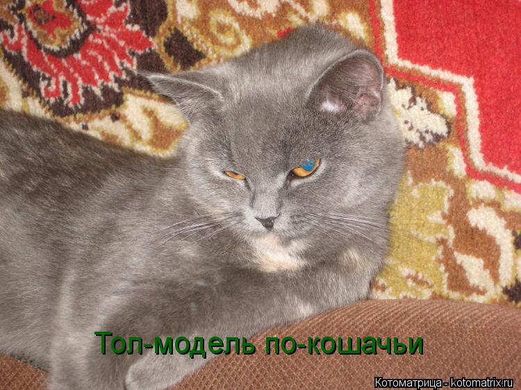 Тол-модель по-кошачьи... Котоматрица: Тол-модель по-кошачьи