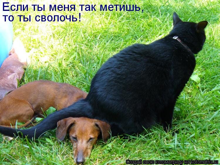 Если ты меня так метишь, то ты сволочь!... Котоматрица: Если ты меня так метишь, то ты сволочь!