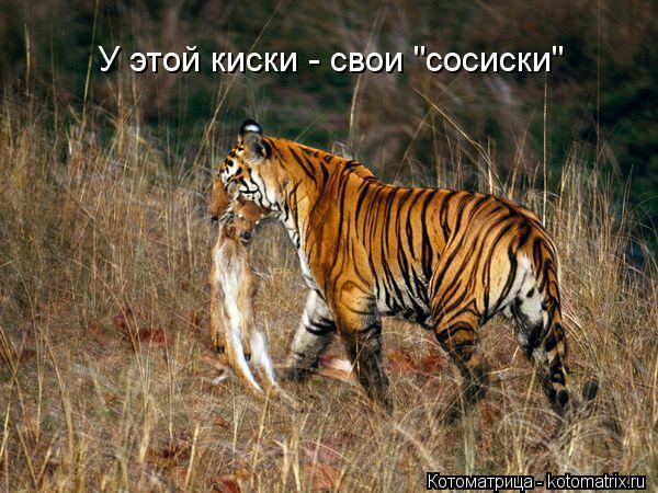 У этой киски - свои "сосиски"... Котоматрица: У этой киски - свои "сосиски"