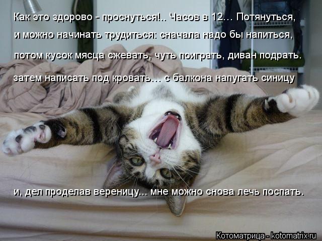 Как это здорово - проснуться!.. Часов в 12… Потянуться, и можно начинать трудиться: сначала надо бы н... Котоматрица: Как это здорово - проснуться!.. Часов в 12… Потянуться, и можно начинать трудиться: сначала надо бы напиться, потом кусок мясца сжевать, чуть п