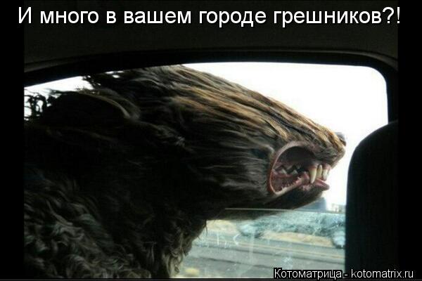 И много в вашем городе грешников?!... Котоматрица: И много в вашем городе грешников?!