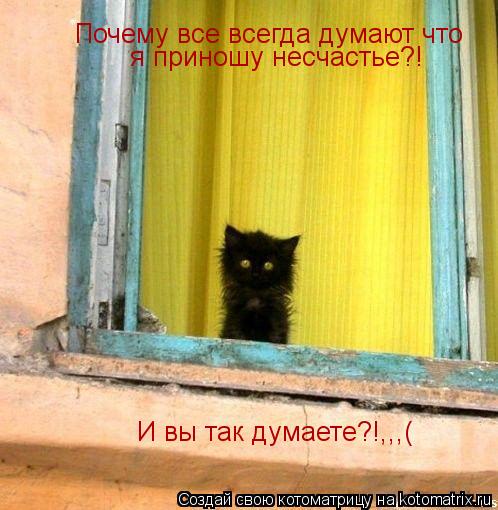 Почему все всегда думают что я приношу несчастье?! И вы так думаете?!,,,(... Котоматрица: Почему все всегда думают что я приношу несчастье?! И вы так думаете?!,,,(