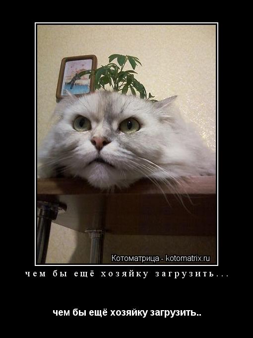 чем бы ещё хозяйку загрузить... чем бы ещё хозяйку загрузить..... Котоматрица: чем бы ещё хозяйку загрузить... чем бы ещё хозяйку загрузить..