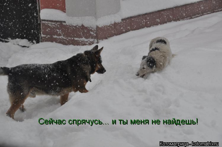 Сейчас спрячусь... и ты меня не найдешь!... Котоматрица: Сейчас спрячусь... и ты меня не найдешь!