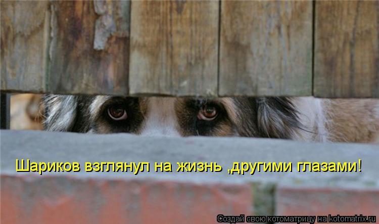 Шариков взглянул на жизнь ,другими глазами!... Котоматрица: Шариков взглянул на жизнь ,другими глазами!