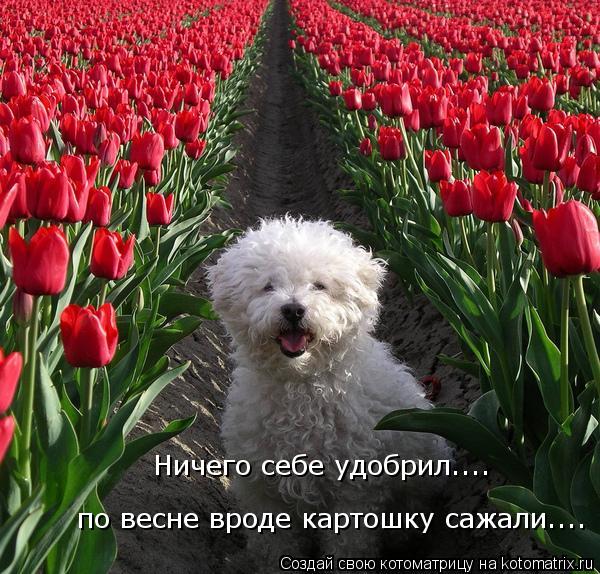 Ничего себе удобрил.... по весне вроде картошку сажали....... Котоматрица: Ничего себе удобрил.... по весне вроде картошку сажали....