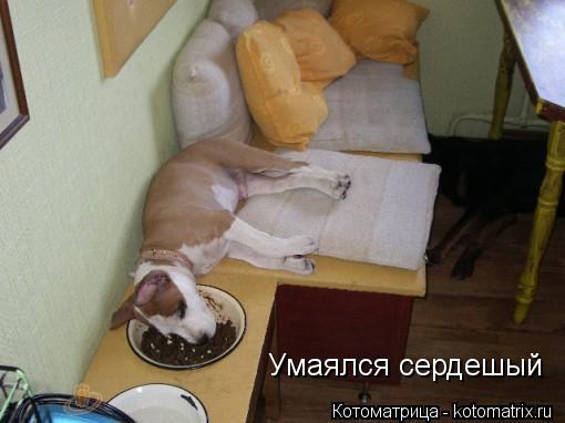 Умаялся сердешый... Котоматрица: Умаялся сердешый
