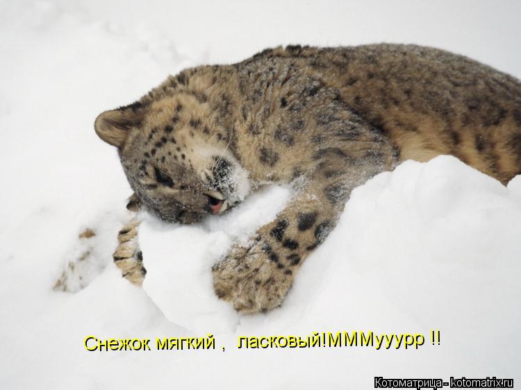 Снежок мягкий , ласковый!МММууурр !!... Котоматрица: Снежок мягкий , ласковый!МММууурр !!