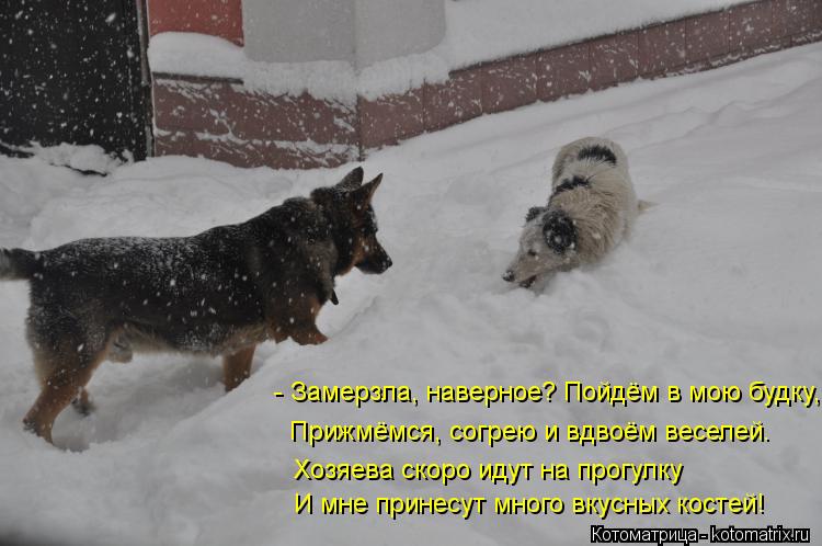 Прижмёмся, согрею и вдвоём веселей. Хозяева скоро идут на прогулку И мне принесут много вкусных косте... Котоматрица: Прижмёмся, согрею и вдвоём веселей. Хозяева скоро идут на прогулку И мне принесут много вкусных костей! - Замерзла, наверное? Пойдём в мою бу