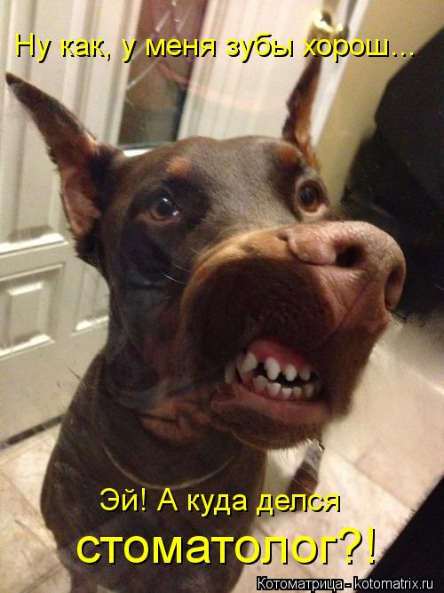 Ну как, у меня зубы хорош... Эй! А куда делся стоматолог?!... Котоматрица: Ну как, у меня зубы хорош... Эй! А куда делся стоматолог?!