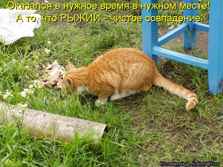 Оказался в нужное время в нужном месте! А то, что РЫЖИЙ - чистое совпадение!... Котоматрица: Оказался в нужное время в нужном месте! А то, что РЫЖИЙ - чистое совпадение!