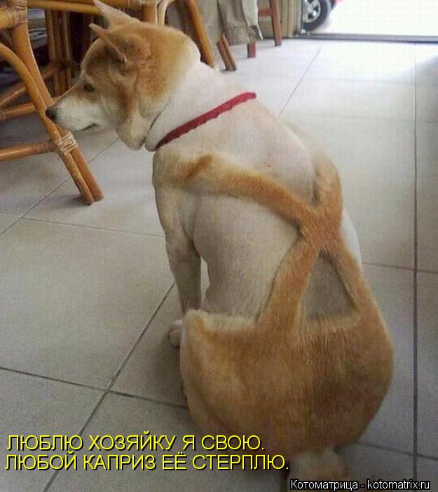 ЛЮБЛЮ ХОЗЯЙКУ Я СВОЮ. ЛЮБОЙ КАПРИЗ ЕЁ СТЕРПЛЮ.... Котоматрица: ЛЮБЛЮ ХОЗЯЙКУ Я СВОЮ. ЛЮБОЙ КАПРИЗ ЕЁ СТЕРПЛЮ.