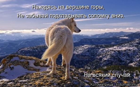 Находясь на вершине горы, Не забывай подкладывать соломку вниз. На всякий случай.... Котоматрица: Находясь на вершине горы, Не забывай подкладывать соломку вниз. На всякий случай.