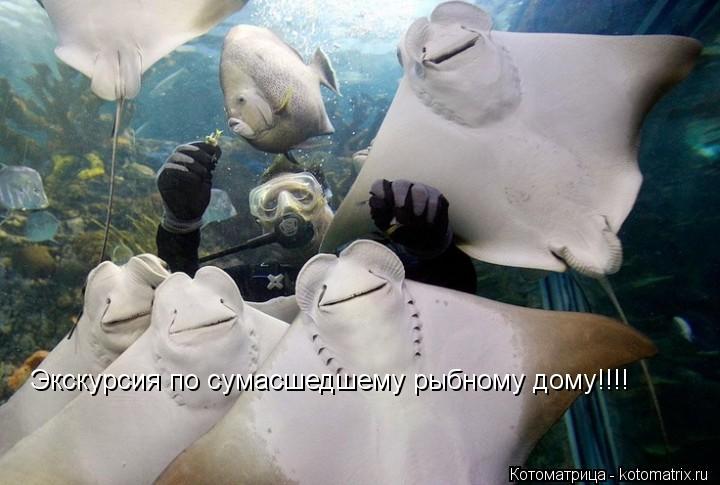 Экскурсия по сумасшедшему рыбному дому!!!!... Котоматрица: Экскурсия по сумасшедшему рыбному дому!!!!