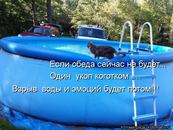Если обеда сейчас не будет... Один укол коготком .... Взрыв воды и эмоций будет потом!!!... Котоматрица: Если обеда сейчас не будет... Один укол коготком .... Взрыв воды и эмоций будет потом!!!