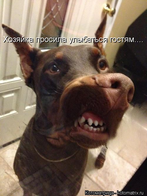 Хозяйка просила улыбаться гостям....... Котоматрица: Хозяйка просила улыбаться гостям....