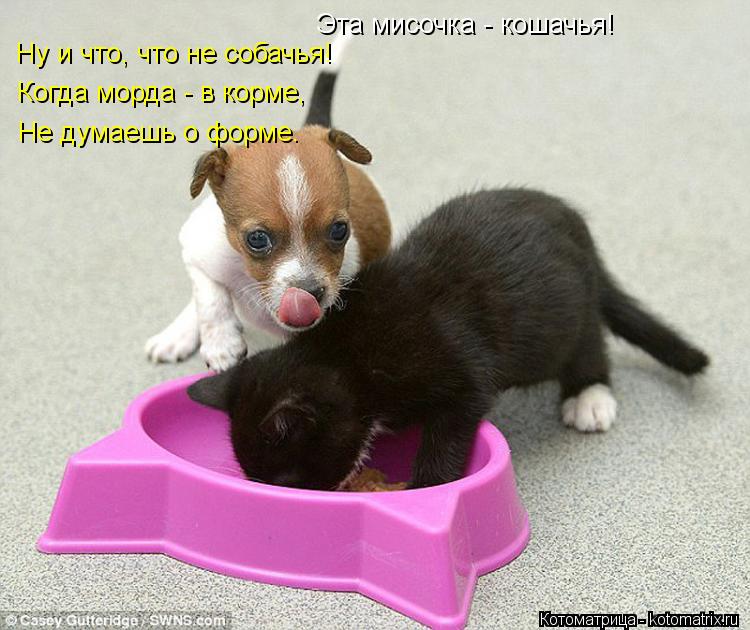 Эта мисочка - кошачья! Ну и что, что не собачья! Когда морда - в корме, Не думаешь о форме.... Котоматрица: Эта мисочка - кошачья! Ну и что, что не собачья! Когда морда - в корме, Не думаешь о форме.