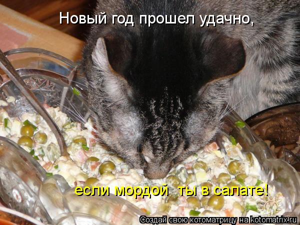 Новый год прошел удачно, если мордой ты в салате!... Котоматрица: Новый год прошел удачно, если мордой ты в салате!