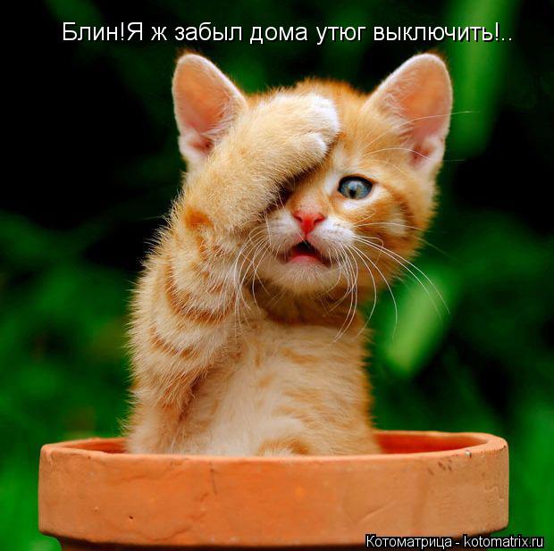 Блин!Я ж забыл дома утюг выключить!..... Котоматрица: Блин!Я ж забыл дома утюг выключить!..