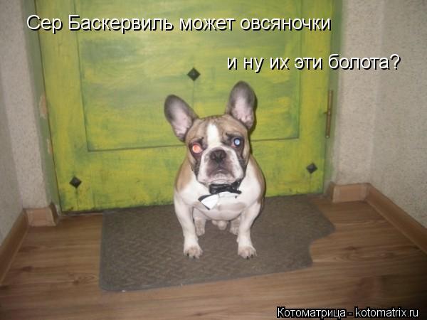 Сер Баскервиль может овсяночки и ну их эти болота?... Котоматрица: Сер Баскервиль может овсяночки и ну их эти болота?