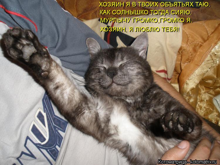 ХОЗЯИН Я В ТВОИХ ОБЪЯТЬЯХ ТАЮ. КАК СОЛНЫШКО ТОГДА СИЯЮ. МУРЛЫЧУ ГРОМКО,ГРОМКО Я. ХОЗЯИН, Я ЛЮБЛЮ ТЕБЯ... Котоматрица: ХОЗЯИН Я В ТВОИХ ОБЪЯТЬЯХ ТАЮ. КАК СОЛНЫШКО ТОГДА СИЯЮ. МУРЛЫЧУ ГРОМКО,ГРОМКО Я. ХОЗЯИН, Я ЛЮБЛЮ ТЕБЯ!