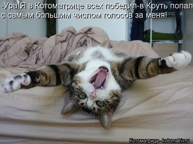 -Ура!Я в Котоматрице всех победил-в Круть попал с самым большим числом голосов за меня!... Котоматрица: -Ура!Я в Котоматрице всех победил-в Круть попал с самым большим числом голосов за меня!