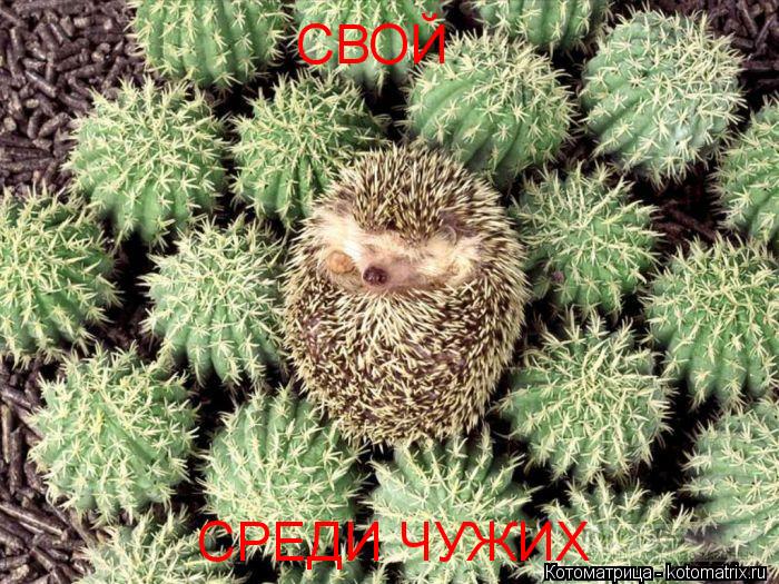СВОЙ СРЕДИ ЧУЖИХ... Котоматрица: СВОЙ СРЕДИ ЧУЖИХ