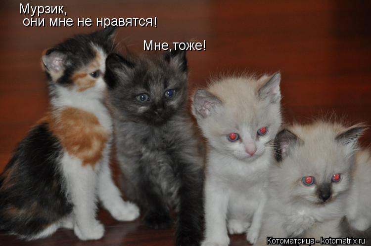 Мурзик, они мне не нравятся ! Мне,тоже!... Котоматрица: Мурзик, они мне не нравятся ! Мне,тоже!