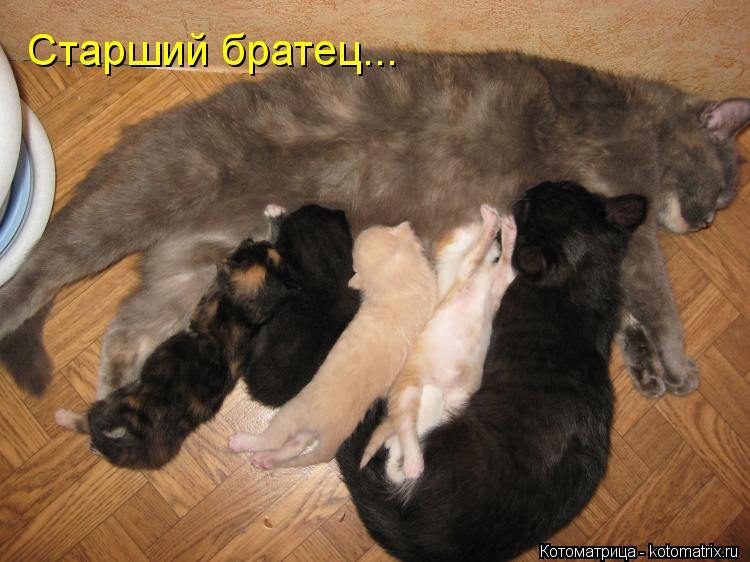 Старший братец...... Котоматрица: Старший братец...